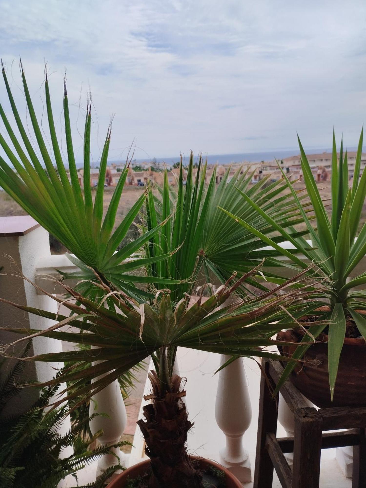 Casa Carino Apartment Torrox Ngoại thất bức ảnh